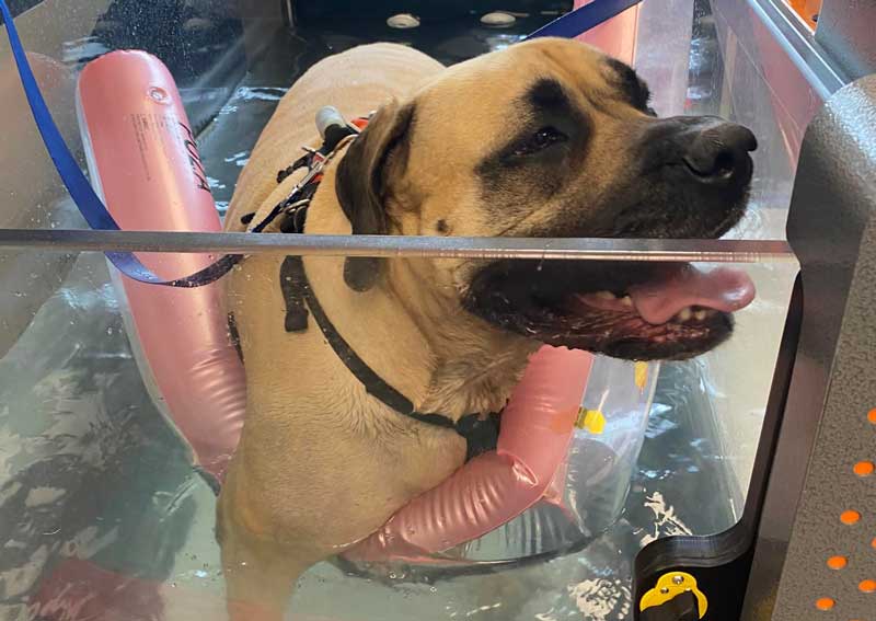 Carousel Slide 6: Hydrotherapy for pets