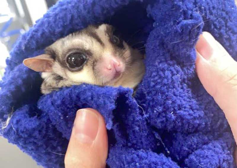 Carousel Slide 5: Pocket Pet Care