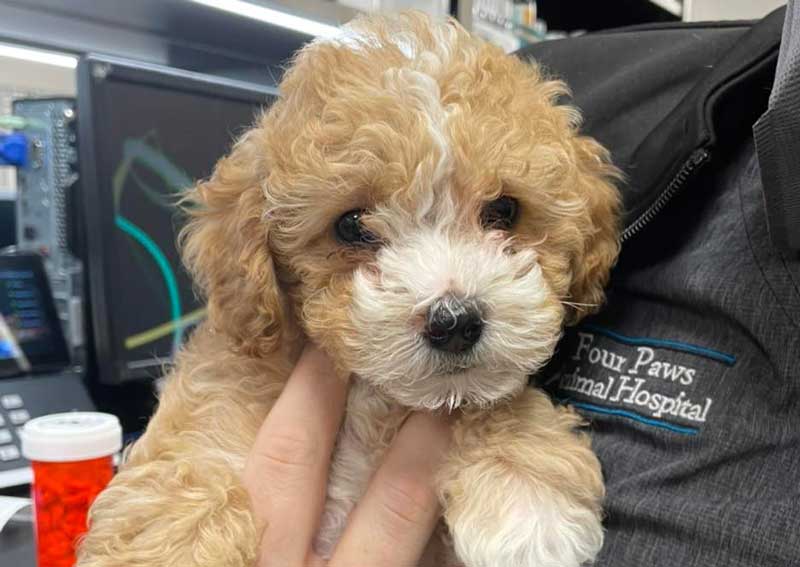 Carousel Slide 9: Four Paws Animal Hospital