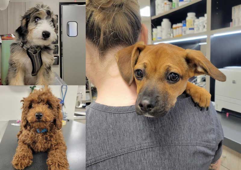 O'Fallon puppy veterinarians